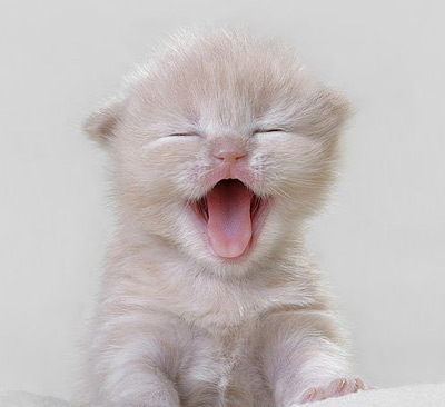 Daily Kitten