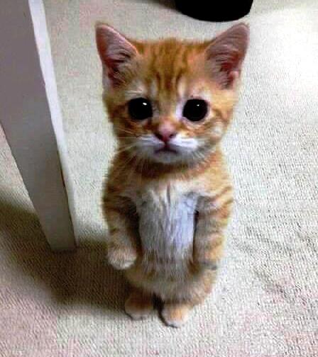 Daily Kitten