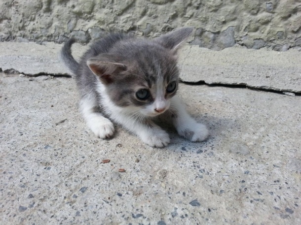 Daily Kitten