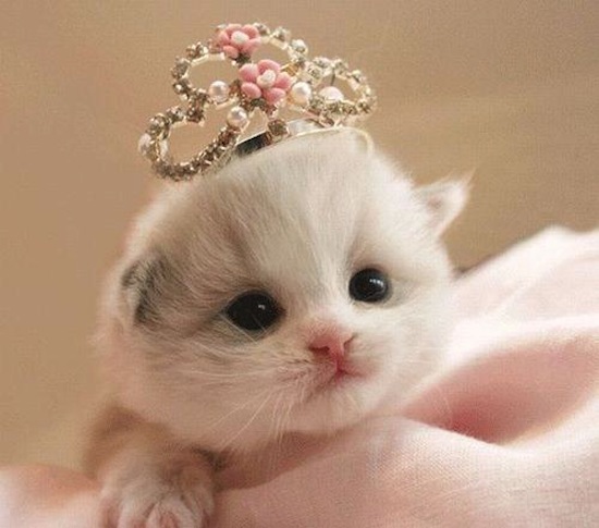 Daily Kitten