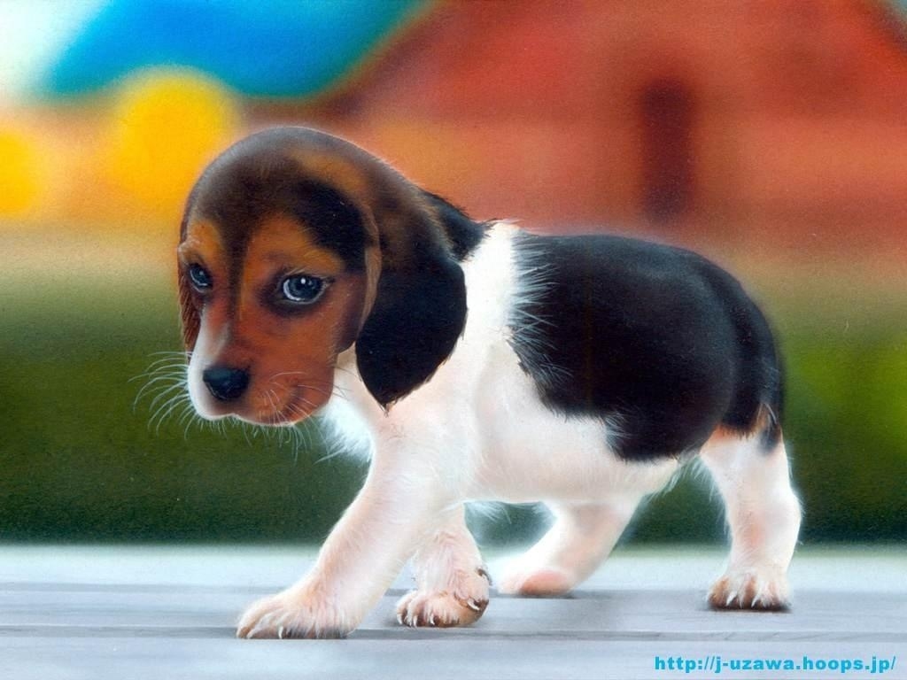 Daily Puppy