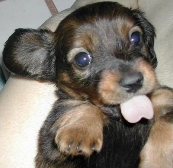 Daily Puppy