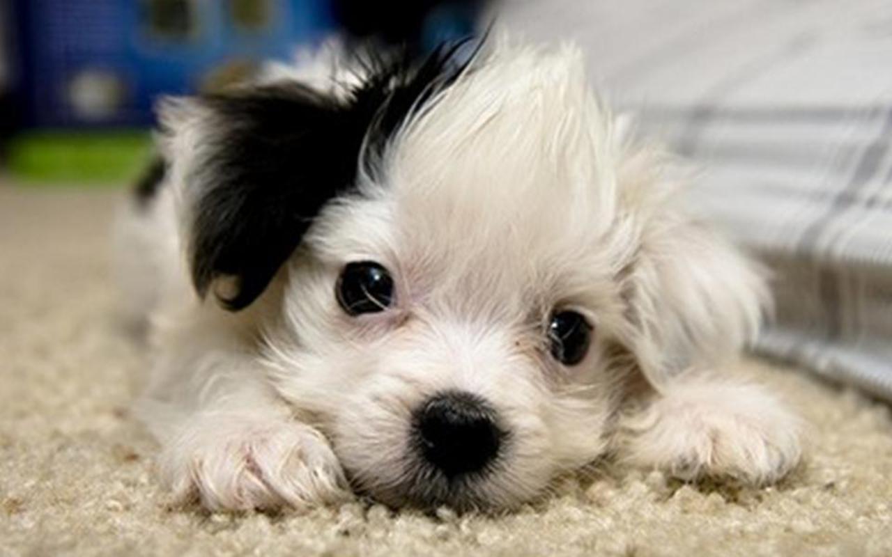 Daily Puppy