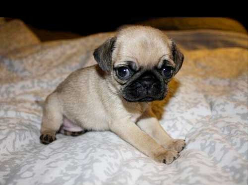 Daily Puppy