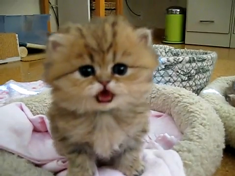 Daily Kitten