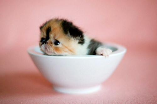 Daily Kitten