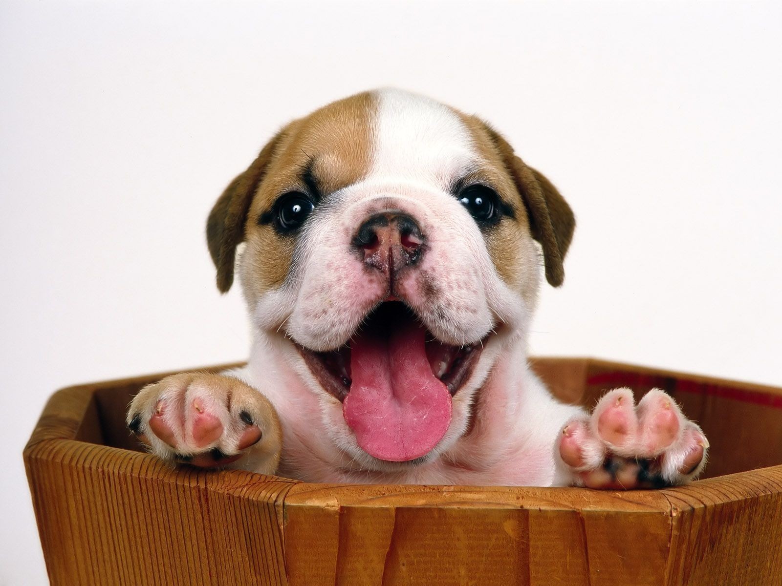 Daily Puppy