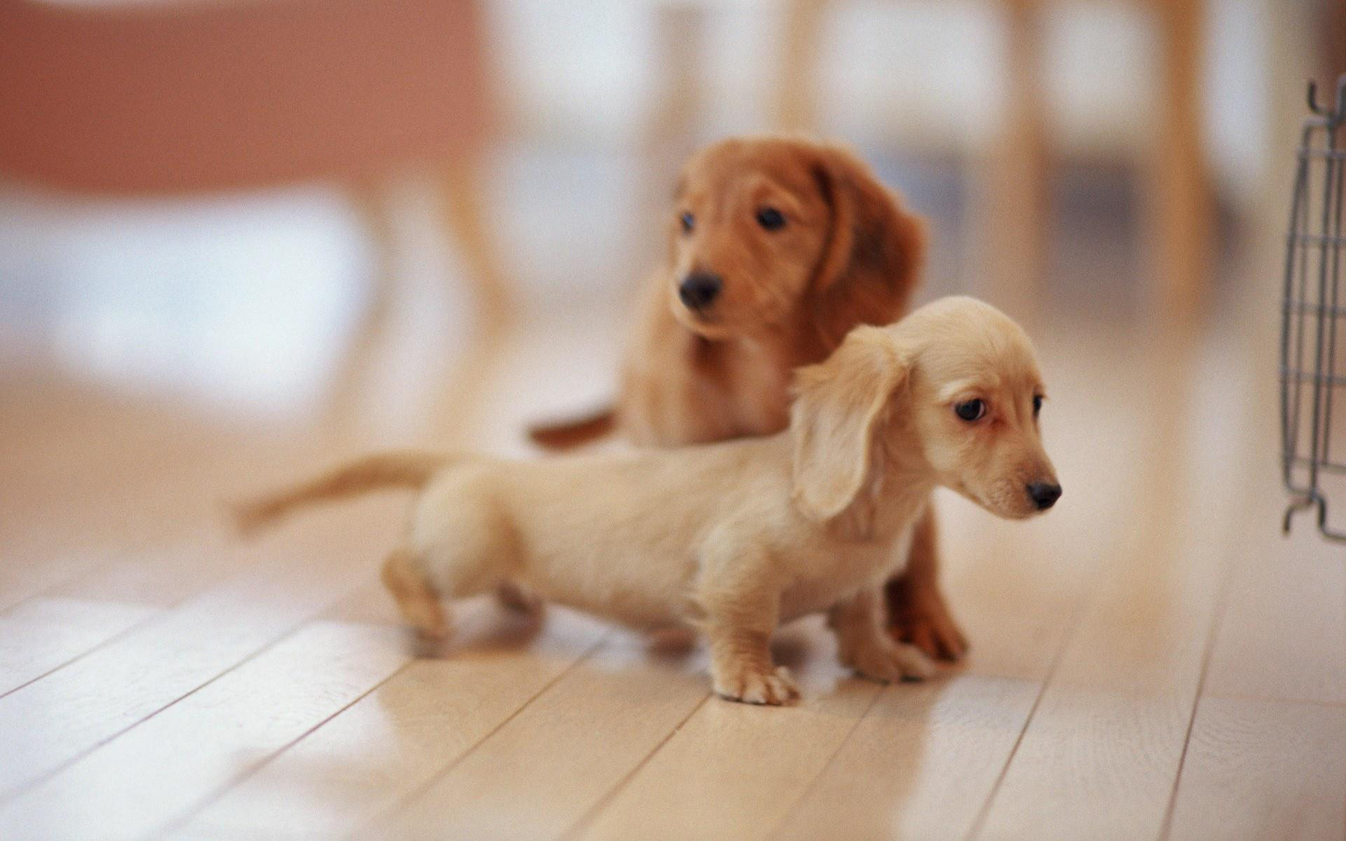 Daily Puppy